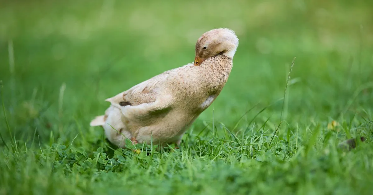 découvrez une recette savoureuse de gésiers de canard, facile à préparer et parfaite pour un repas gourmand et authentique.