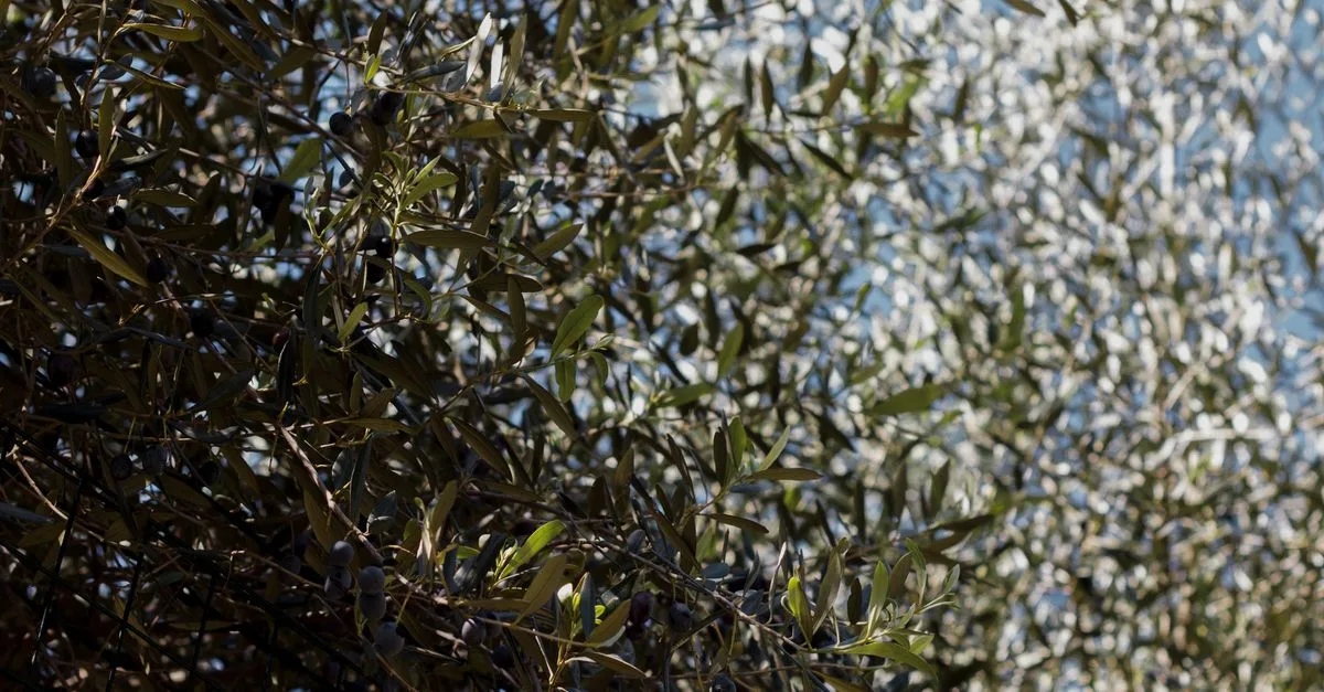 découvrez la beauté naturelle de la teinte olive verte, une couleur riche et apaisante parfaite pour apporter une touche d'élégance et de fraîcheur à vos créations.