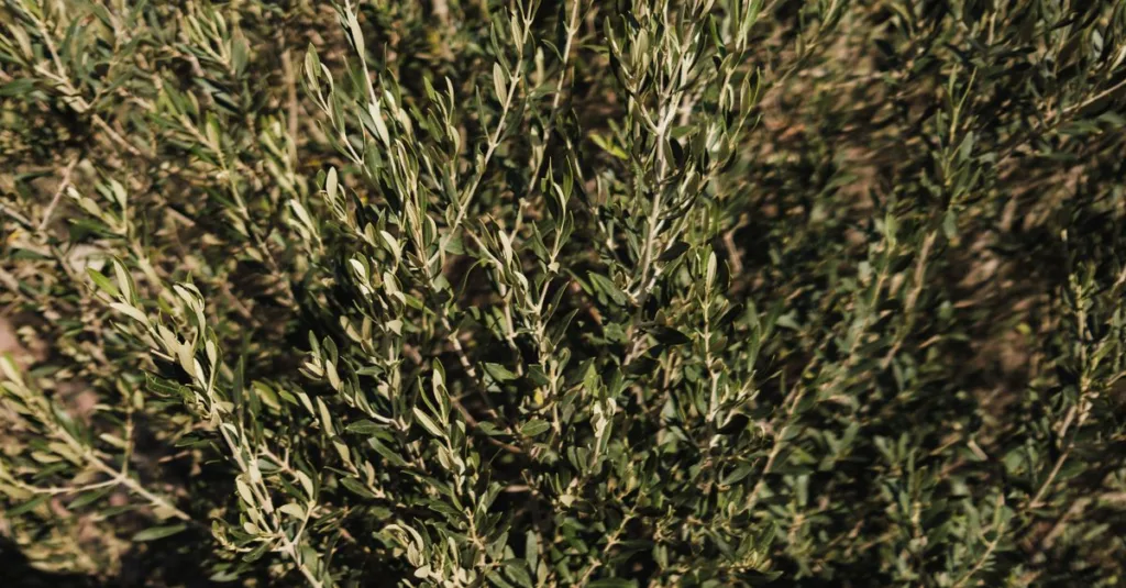 découvrez la teinte naturelle du vert olive, une couleur élégante et apaisante qui apporte une touche de nature et d'authenticité à votre décoration ou votre style.