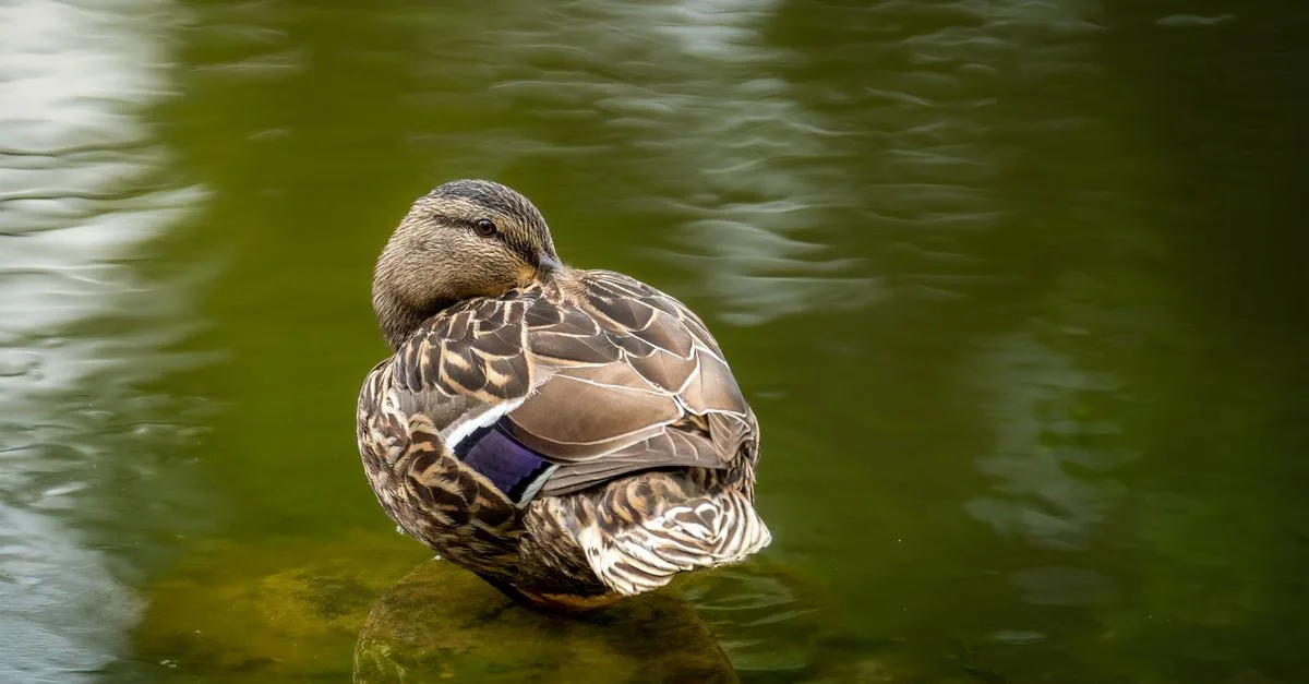 découvrez une recette savoureuse de cuisses de canard, facile à préparer et idéale pour un repas gourmand et chaleureux.
