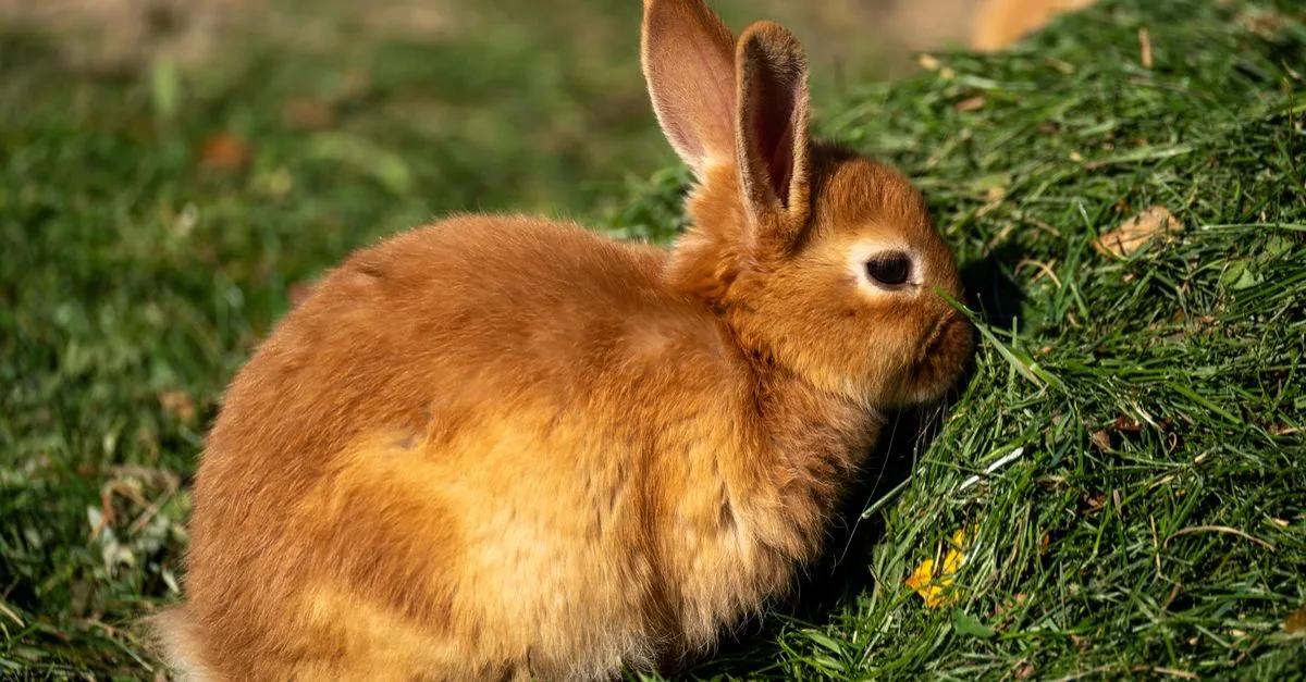 découvrez une recette savoureuse de lapin à la moutarde, facile à préparer et délicieuse pour vos repas en famille.